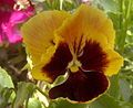 Hybrid pansy