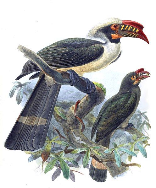 File:Penelopides manillae.jpg