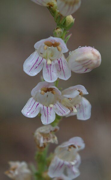 File:Penstemon virgatus flowers1.jpg