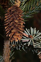 cone and foliage