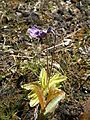 Pinguicula leptoceras