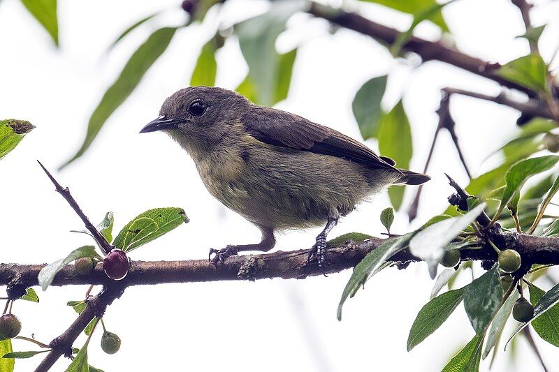 File:Plain-Flowerpecker cropped.jpg