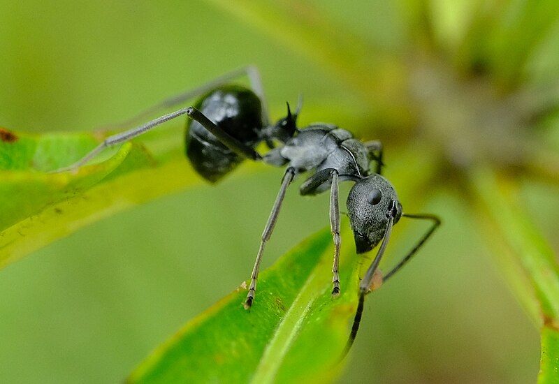 File:Polyrhachis gagates.jpg