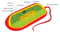 Prokaryote (nom)