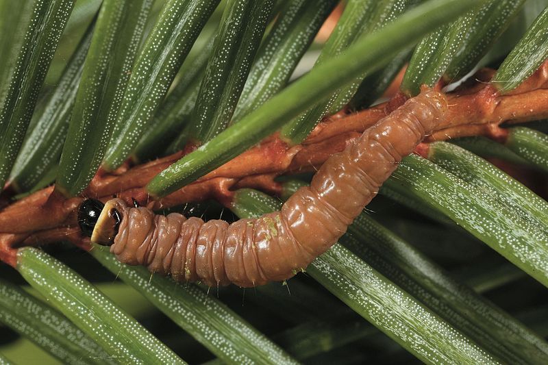 File:Pseudohermenias abietana larva.jpg