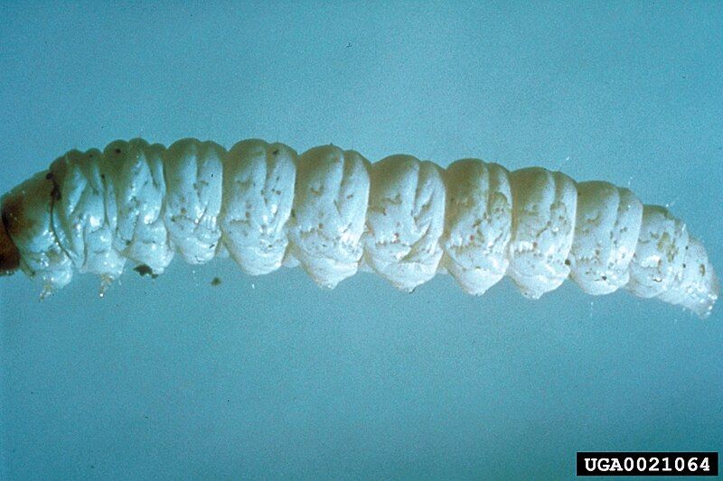 File:Pterolonche inspersa larva.jpg