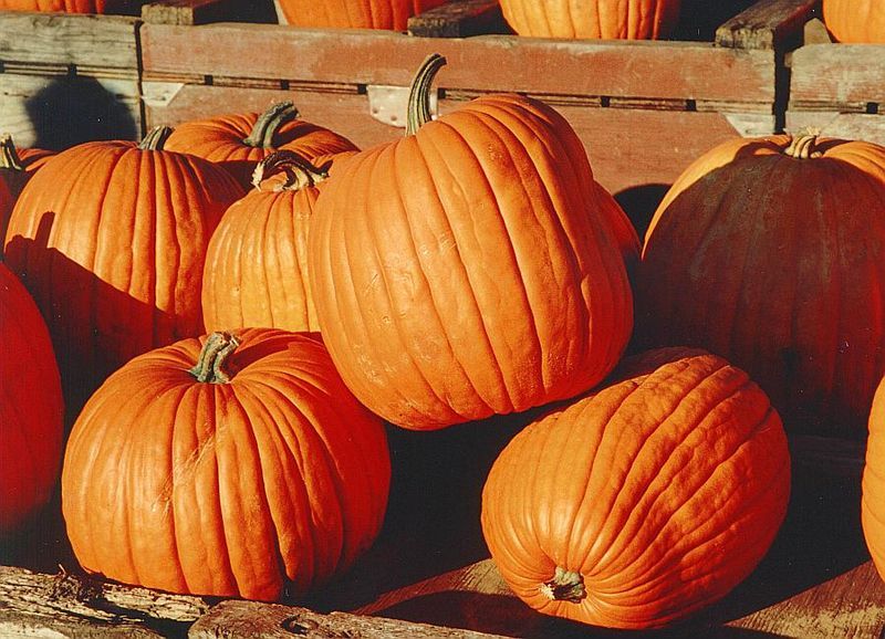 File:Pumpkins.jpg