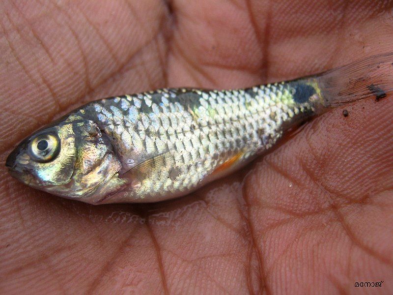 File:Puntius bimaculatus ?.JPG