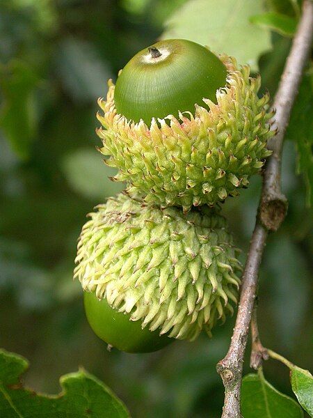 File:Quercus libani seeds.jpg