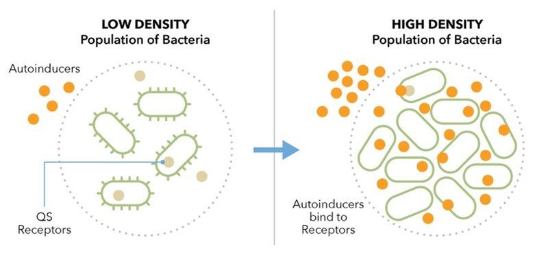 File:Quorum Sensing.jpg