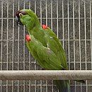 A green parrot with a maroon forehead