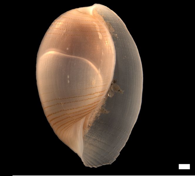 File:Roxania utriculus.png