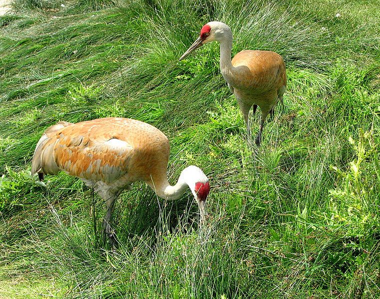 File:Sandhill Cranes, Reiffel.jpg