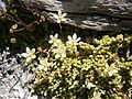 Saxifraga bryoides