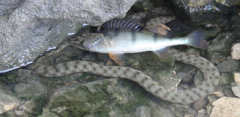 File:Schlange frist Fisch.jpg