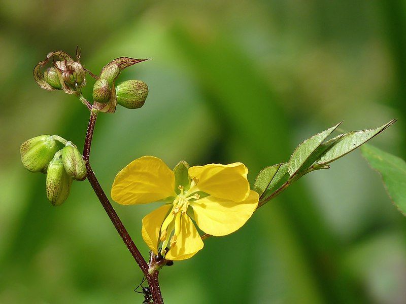 File:Senna occidentalis.jpg