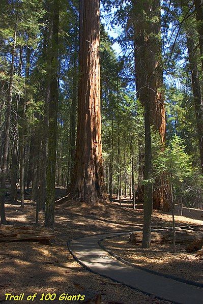 File:Sequoias (5631739293).jpg