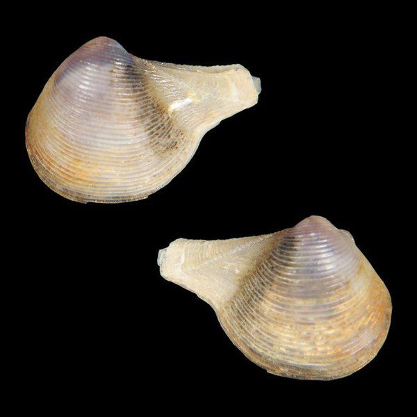 File:Shell Cuspidaria tomricei.jpg