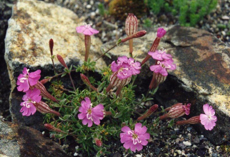 File:Silene argaea.jpg