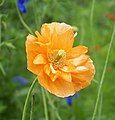 9 Papaveraceae, possibly Stylomecon (Almost certainly Papaver atlanticum Flora Plena, sometimes sold under other names, a semi to double form that comes true from seed)