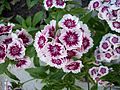 Dianthus barbatus