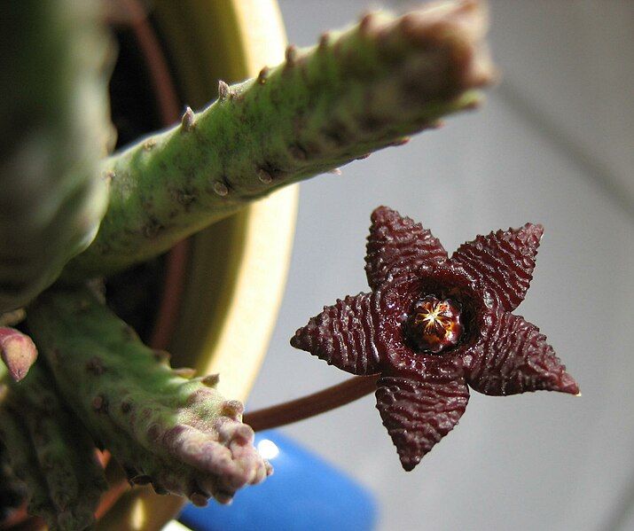 File:Stapelia similis.jpg