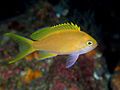 Female Pseudanthias pleurotaenia