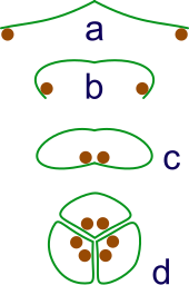 File:Syncarp evolution.svg