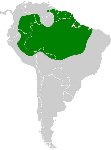 File:Thamnophilus amazonicus map.svg