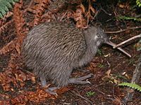 Stewart Island Tokoeka