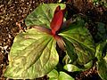 Trillium kurabayashii