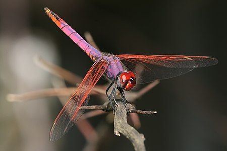 Trithemis annulata, male, by Muhammad Mahdi Karim