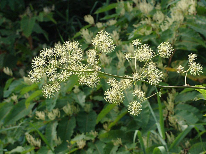 File:Udo Flower 20080817.jpg