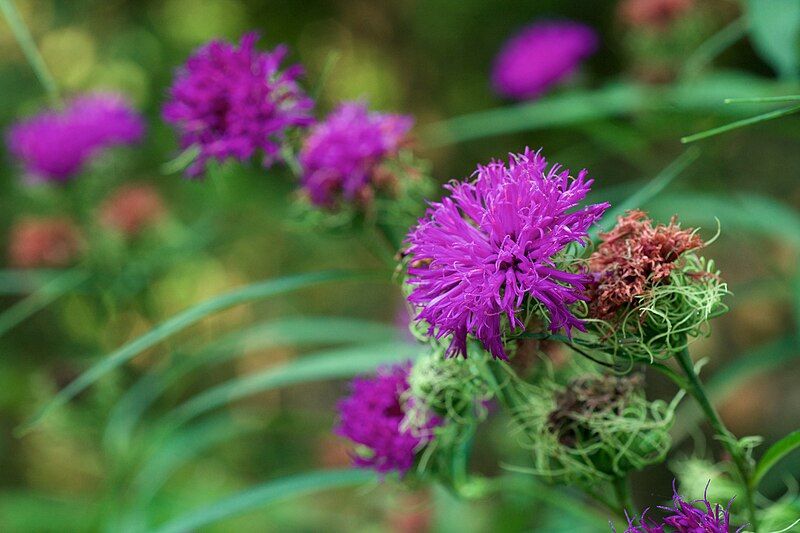 File:Vernonia arkansana.jpg