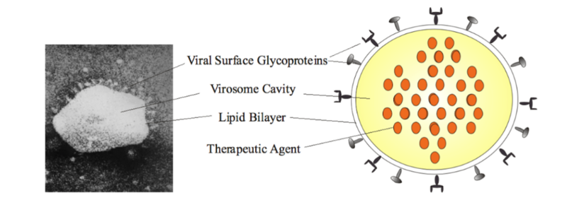 File:Virosome.png