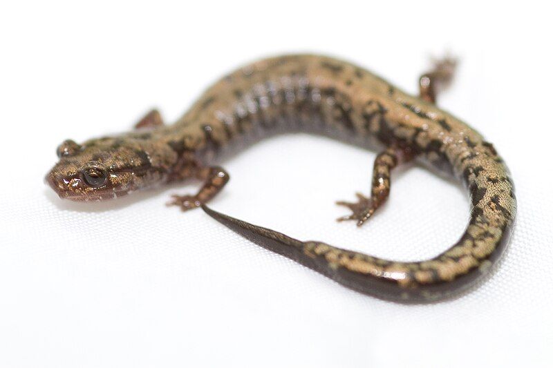 File:Weller's Salamander.jpg