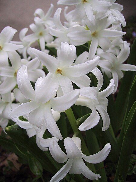 File:White hyacinth.jpg