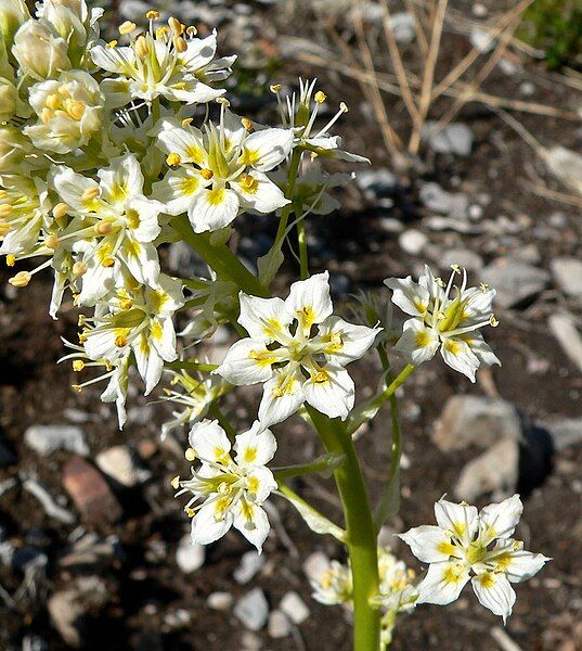 File:Zigadenus paniculatus 4.jpg