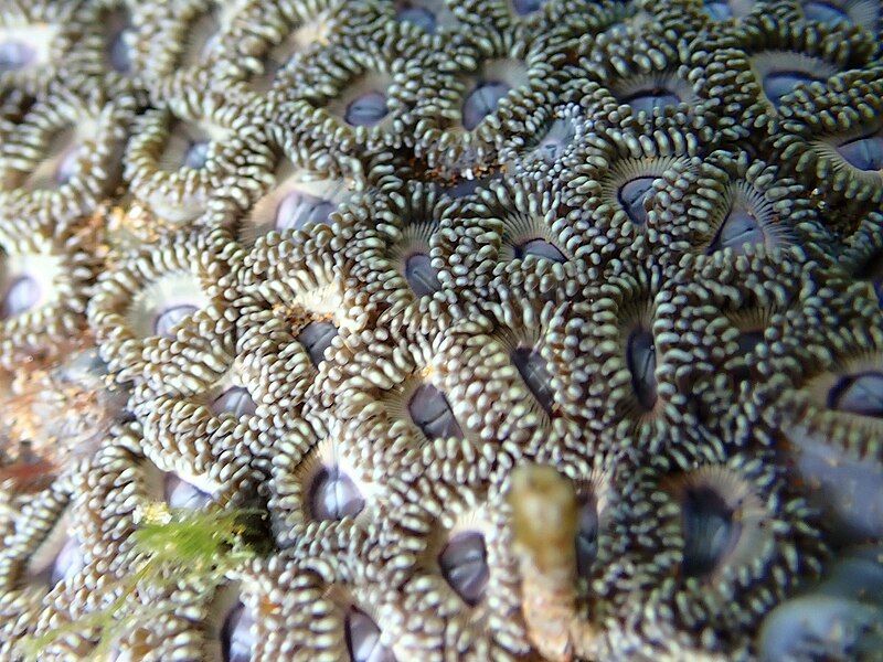 File:Zoanthus kuroshio.jpg