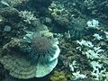 Image 46Crown-of-thorns starfish and eaten coral off the coast of Cooktown, Queensland (from Environmental threats to the Great Barrier Reef)