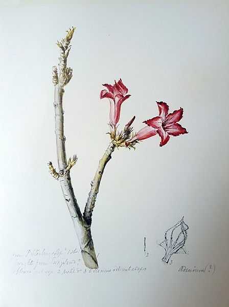 File:Adenium obesum05.jpg