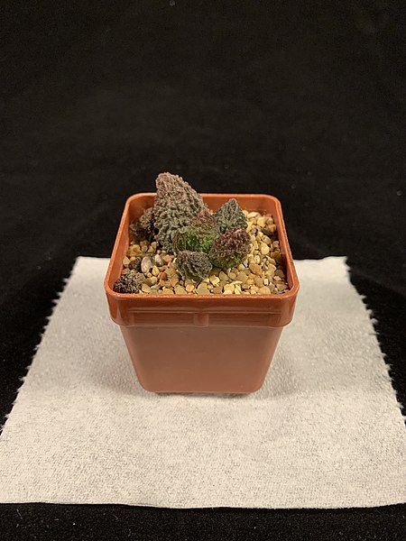 File:Adromischus Marianae.jpg