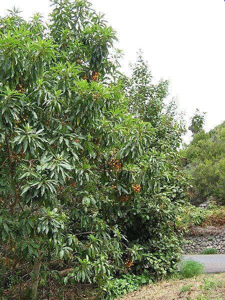 File:Arbutus canariensis1.jpg