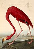 American flamingo (Phoenicopterus ruber)