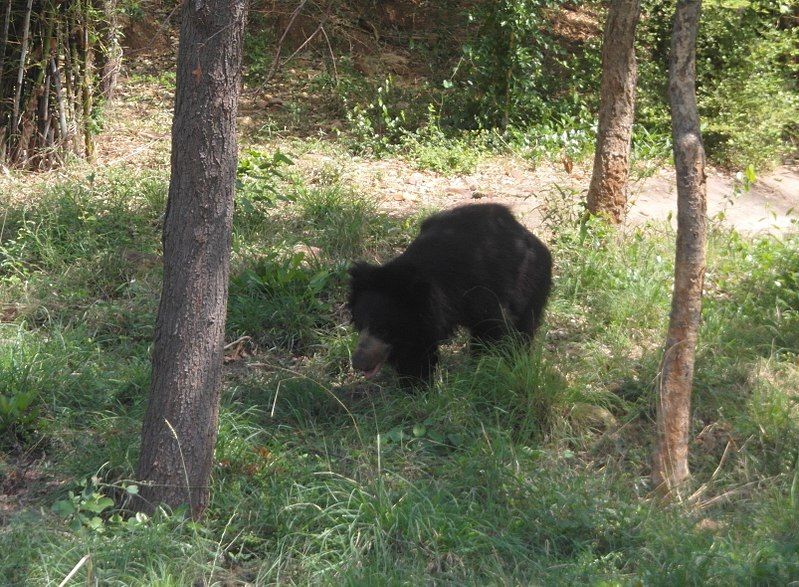 File:Bear 2.jpg