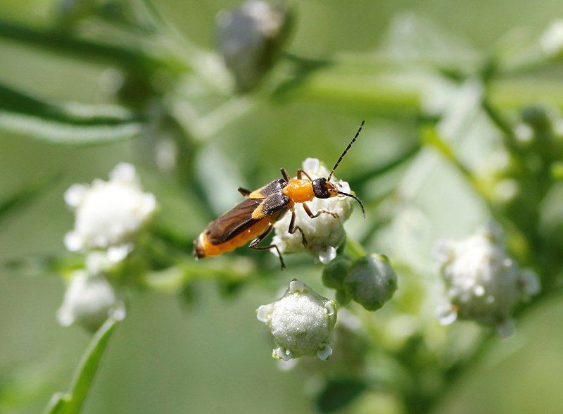 File:Belotus abdominalis 002.jpg