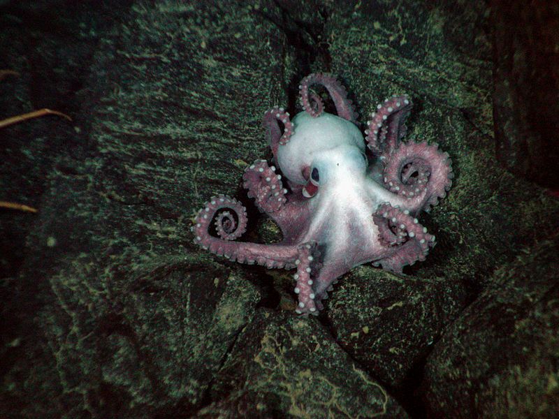 File:Benthoctopus1.jpg