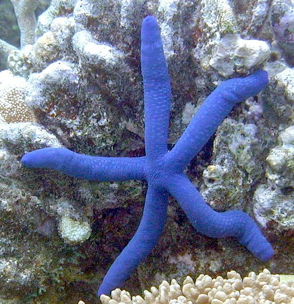 File:BlueSeaStar 2.jpg