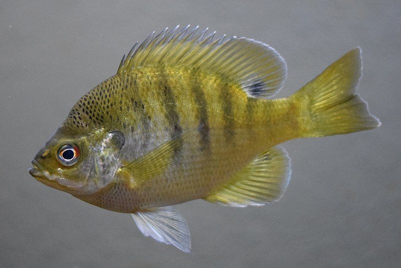 File:Bluegill (fish).jpg