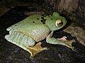 Image 17White-lipped bright-eyed frog, Boophis albilabris, Mantellidae, Madagascar (from Tree frog)